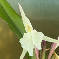 Roscoea x beesiana